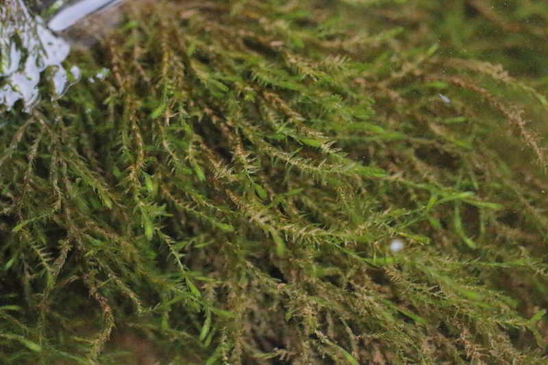 Fontinalis hypnoides